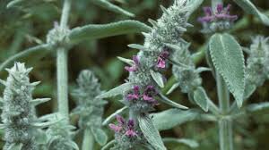Image result for Stachys aculeolata