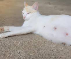 Unusual lumps or swellings anywhere on your cat's body, especially if they're getting larger or changing shape. How Many Nipples Do Cats Have New Cat Mom