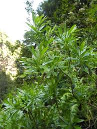 Image result for Lepistemon owariensis
