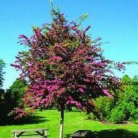 Crataegus Laevigata Paul S Scarlet Echter Rotdorn Paul S Scarlet Baume Garten Gartenbaume Rotdorn