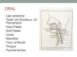 The anterior faucial arches have a strong connection between the sensory receptors and nts via afferent fibers of the glossopharyngeal nerve (ix) creating a trigger point for younger adults. Anatomy And Physiology Of Normal Deglutition Ppt Video Online Download
