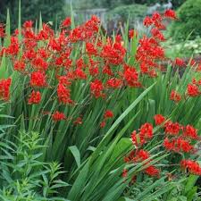 Image result for Crocosmia