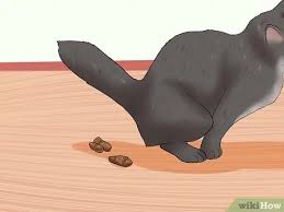 They can become stressed when large environmental changes occur, such as the addition of new animals or people to. How To Know If A Cat Is Stressed 13 Steps With Pictures