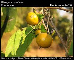 Image result for Ebenaceae