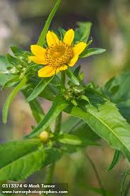 Image result for Bidens kirkii
