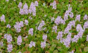 Image result for Pontederia crassipes