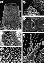 Image result for Virectaria