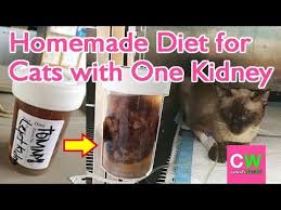 For more guidelines in making this food, go to www.catinfo.org. Homemade Diet For Tommy Cat With Kidney Failure Daily Vlog 38 Couchwasabi Youtube