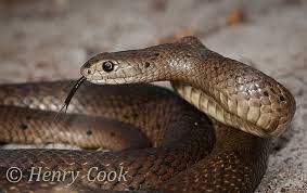 Pin On Pit Viper