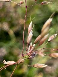 Image result for Avenella