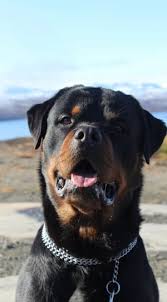 Rottweiler aufkleber zum kleinen preis hier bestellen. Mahogany Rottweiler Free Image Peakpx