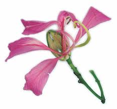 Image result for Bauhinia purpurea