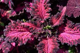 Image result for Coleus tetragonus