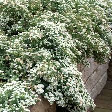 Image result for Xyris asterotricha