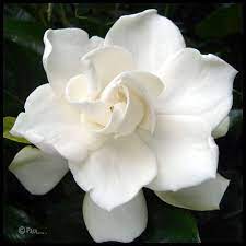 Pin By Simone Chew On Gardenia Rose Flower Wallpaper Beautiful Flowers Floral Painting