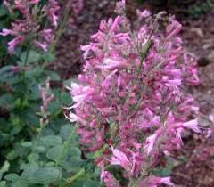 Image result for Syncolostemon