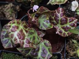 Image result for Begonia quadrialata