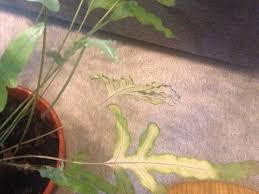 Check spelling or type a new query. Blue Star Fern New Leaves Dying