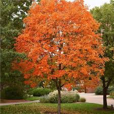 This video gives an insight not only into planting a beautiful japanese maple tree, but also other tree's as well. Sugar Maple Tree On The Tree Guide At Arborday Org
