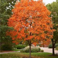 We did not find results for: Sugar Maple Tree On The Tree Guide At Arborday Org