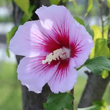 Maybe you would like to learn more about one of these? Rosa De Saron Rosa Sharon Syriacus De Hibisco Hibisco Syricus Flor Flores Plantar Plantas Arvore Pikist