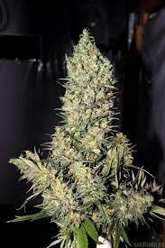 We did not find results for: Chronic Serious Seeds Cannabis Strain Info