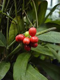 Image result for Culcasia