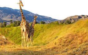 Wonderfully Wild The Living Desert Zoo And Gardens In 2021 Deserts Of The World Zoo Trip