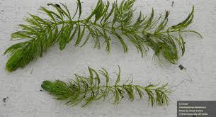 Image result for Ceratophyllum