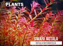 Image result for Rotala dinteri