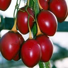 Great news for tree tomato lovers! Tree Tomatoes