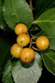 Image result for Scolopia