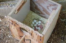 Exotic Bird Eggs For Sale In India Fertilized Exotic Bird Eggs For Hatching Manufacturer In Cameroon By Exclusively Birds Ltd Id 1052944