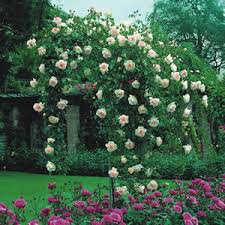 Standard tree roses are magnificent garden plants. Red Weeping Tree Rose