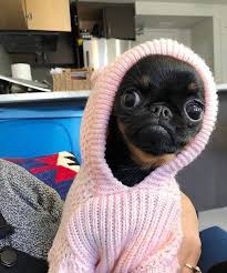 Pin By Waldo Sc On Amor A Los Animales Cutest Small Dog Breeds Cute Dogs Breeds Cute Small Dogs