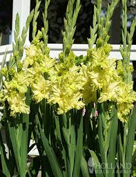 Image result for Gladiolus curtifolius