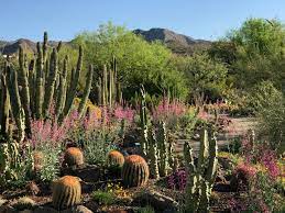 While walking through the garden you will be. Arizona Sonora Desert Museum Cactus Garden