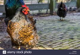 I think this breed changes the most between their appearance at hatching and the mature bird of any breed we've had. Barnevelder Stockfotos Und Bilder Kaufen Alamy