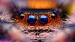 Check spelling or type a new query. Wallpapers Spider 1920x1080 Tags Windows 10 Windows 8 Jumping Spider