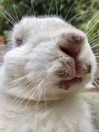 Image result for scabies rabbits ears