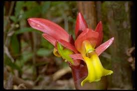 Image result for Aframomum angustifolium