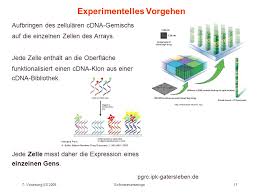 Complementary dna, komplementäre dna) ist eine dna, die mit hilfe der reversen transkriptase meist aus mrna. V7 Genexpression Microarrays Ppt Herunterladen
