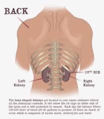 Mar 12, 2020 · these ribs also connect to the thoracic vertebrae in the back. Ribs Png Images Transparent Ribs Image Download Pngitem