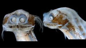 Camilla araujo vazado victoria was touring my locality and