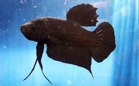 The round tail betta is a fish that has a fully rounded tail with no straight edges. Black Crowntail Betta Vang Bettas