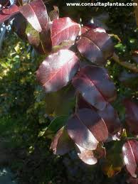 Image result for Galpinia transvaalica
