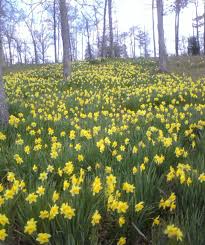 Pin By Debra Hart On East Tx Daffodils Birth Month Flowers Home Flowers