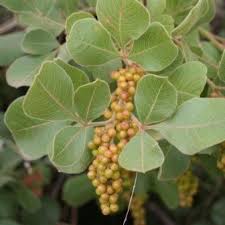Image result for Searsia pyroides