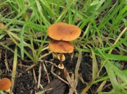 10 Of The Uks Deadliest Mushrooms Bt