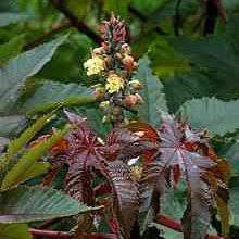 Image result for Terminalia mollis